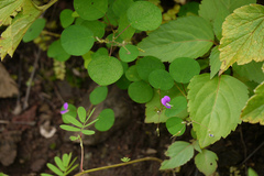 Desmodium rotundifolium